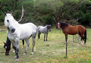 Hazel, Ted, Pearl and Oz