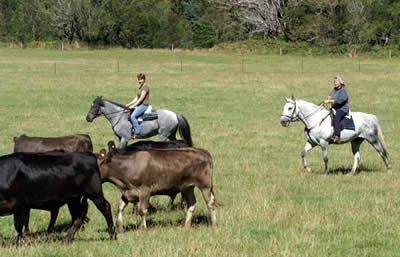 Mandy and Angela moving the cattle