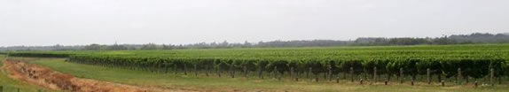 Grapes for miles at Matua Wines Northbank vineyard
