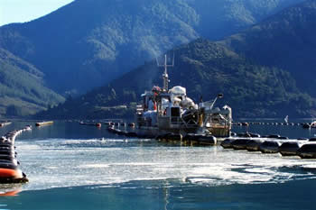 Mussel farming