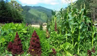 The vege patch